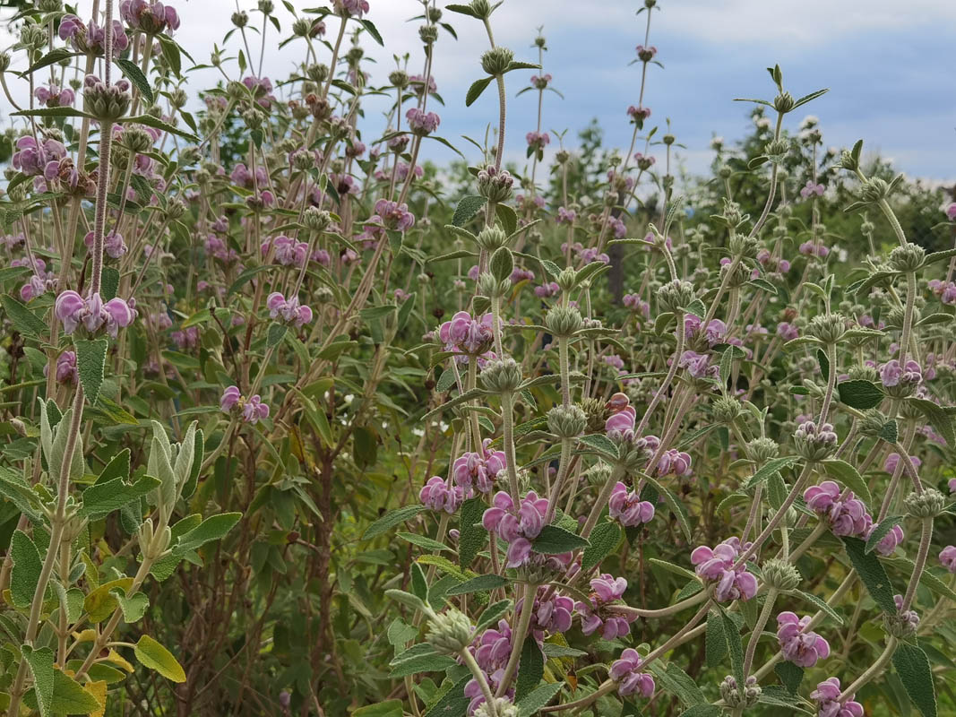 Phlomis purpurea photo
